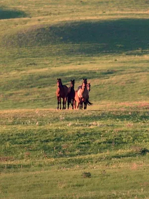 Canada, la force de la nature