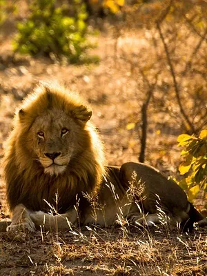 Lignées de prédateurs