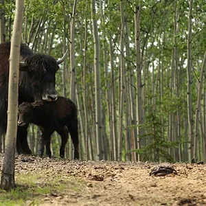 Michelle ou la vie sauvage