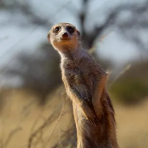 Earthsounds : les sons de la Terre