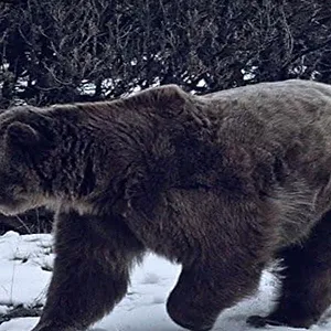 Seuls face à l'Alaska