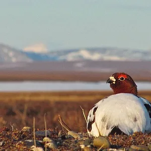 America's National Parks