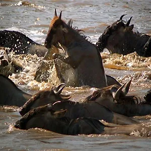 Les grandes migrations