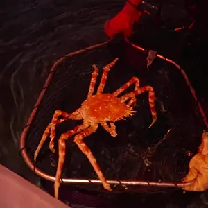 Nausicaá : Dans les coulisses du plus grand aquarium d'Europe