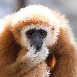72 animaux dangereux en Asie