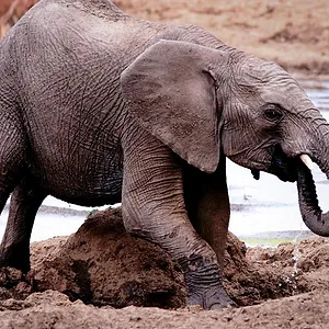 Grandir dans le monde animal