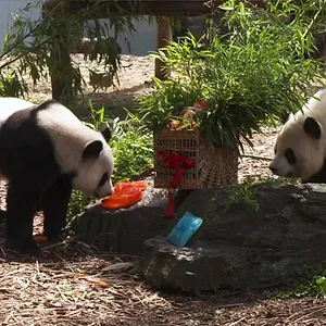 Expédition Pairi Daiza