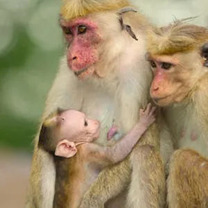 Wild Babies : Petits et Sauvages