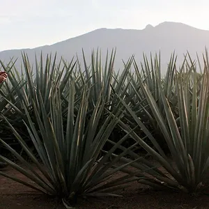 Monarca