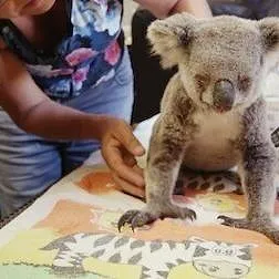 Izzy et les koalas