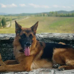 Gunther, le chien qui valait des millions