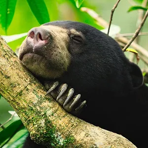 La Vie secrète des animaux