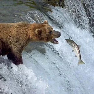 Les grandes migrations