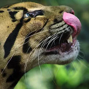 Le règne animal