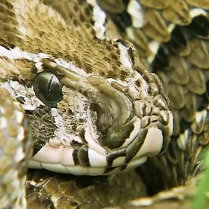 72 animaux dangereux en Asie