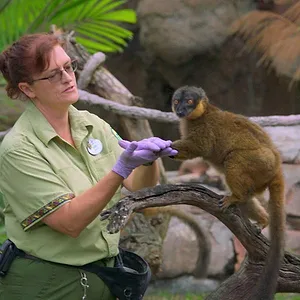 Une Journée à Disney