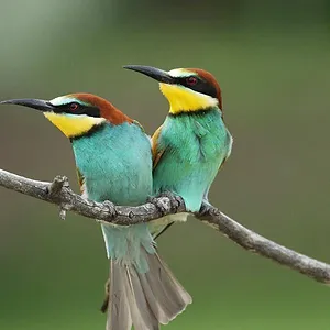 Incroyables migrations