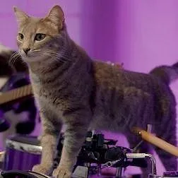 Cat People