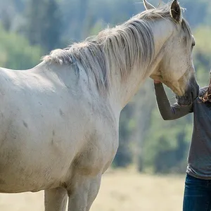 Heartland