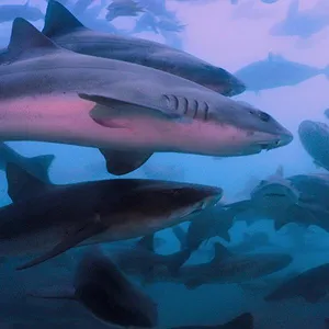 All the Sharks : Trouvez-les tous !