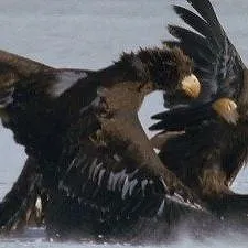 Terres sauvages de Russie