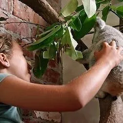 Izzy et les koalas