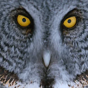 Earthsounds : les sons de la Terre