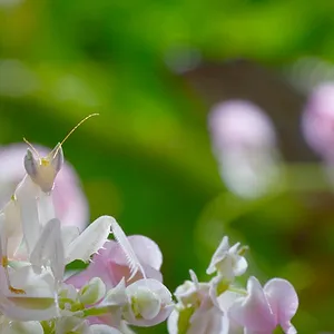 La Vie secrète des animaux