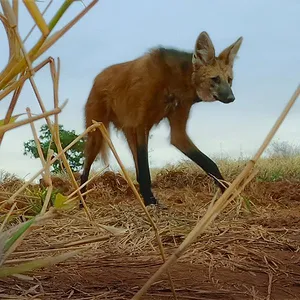Le règne animal
