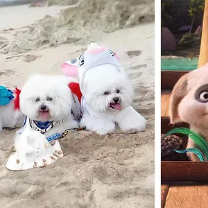 A Fan Celebration of Moana