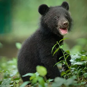 Naturellement sauvages