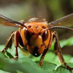 72 animaux dangereux en Asie