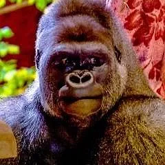 Expédition Pairi Daiza