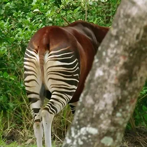 Au cœur de Disney's Animal Kingdom