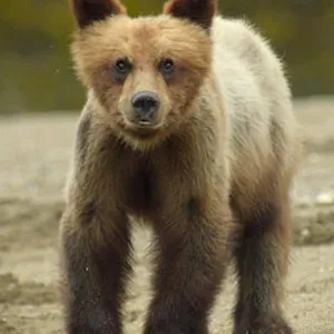 Wild Babies : Petits et Sauvages
