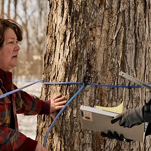 The Sticky : Fraudes sucrées et crimes salés