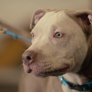 Canine Academy
