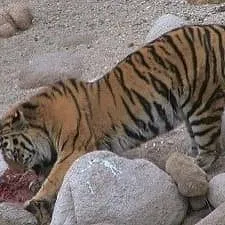 Terres sauvages de Russie