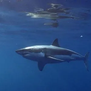 When Sharks attack...