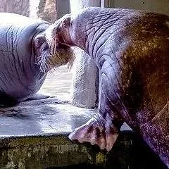 Expédition Pairi Daiza