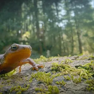 Incroyables migrations