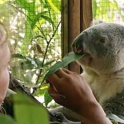 Izzy et les koalas