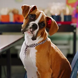 Pup Academy : L'école secrète