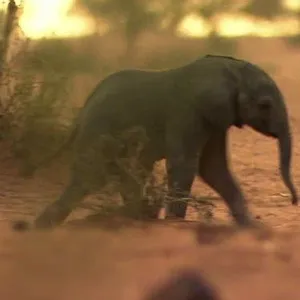 Les grandes migrations