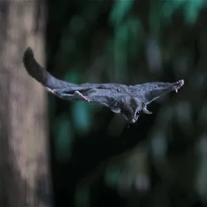 Le règne animal