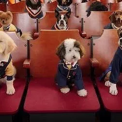 Pup Academy : L'école secrète