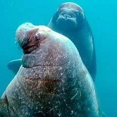 Expédition Pairi Daiza