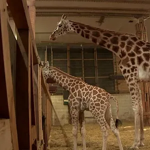 Expédition Pairi Daiza