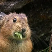 Terres sauvages de Russie