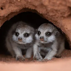 Les outsiders du monde animal